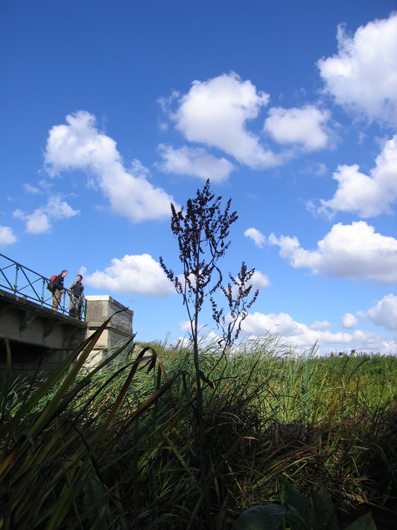 Rumex hydrolapathum